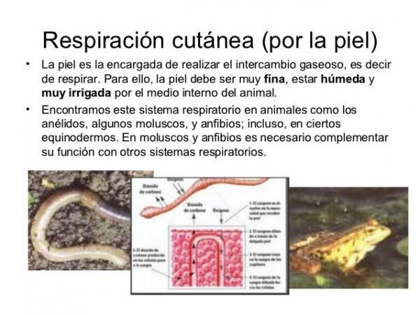 Skin Respiratory Animals - Invertebrate Skin Respiration