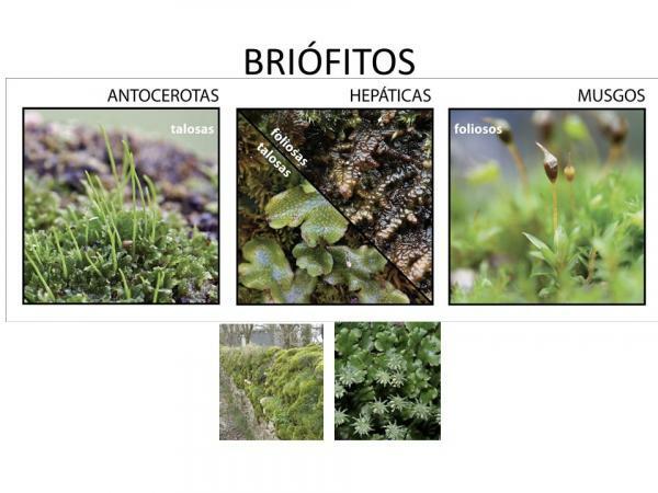 Plantenrijk: kenmerken en classificatie - Bryophytes: de meest primitieve planten