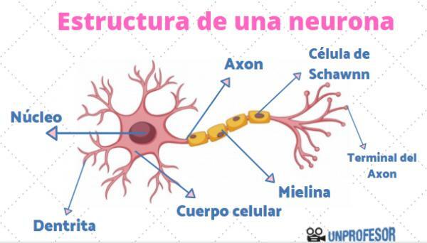 Neirona struktūra - neironu aksons