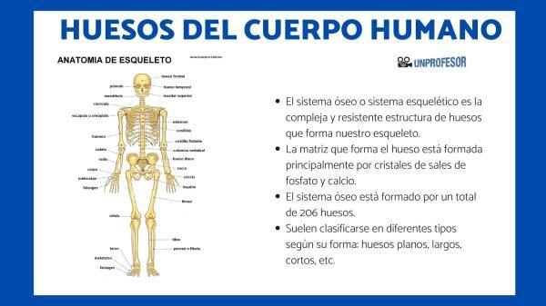 Ben av människokroppen och deras namn - Vad är benen i människokroppen och deras namn