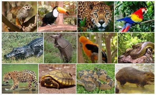 Vilka är djungelns djur - Vilka djur lever i djungeln? Exempel 