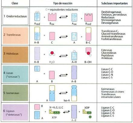 Enzim türleri - II: transferaz enzimleri
