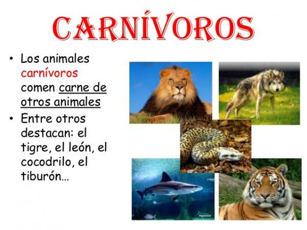 Carnivorous animals: examples and characteristics - What are carnivorous animals and their characteristics 