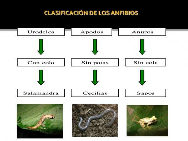 Classificatie van amfibieën - Wat zijn amfibieën? Belang van amfibieën in de natuur
