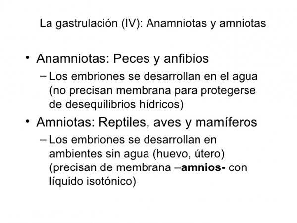 Amniotes och anamniotes: egenskaper - Befruktning av amniotes och anamniotes