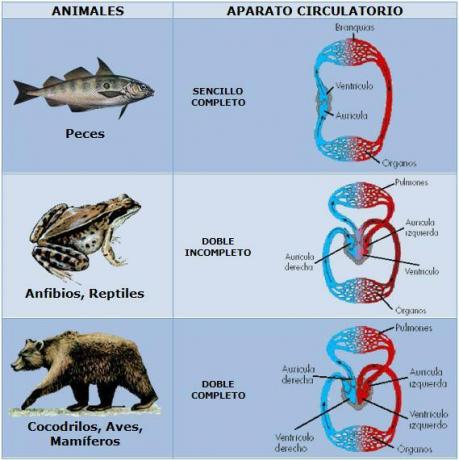 Životinjsko carstvo: opće karakteristike - Prijenos tvari unutar životinja: cirkulacija