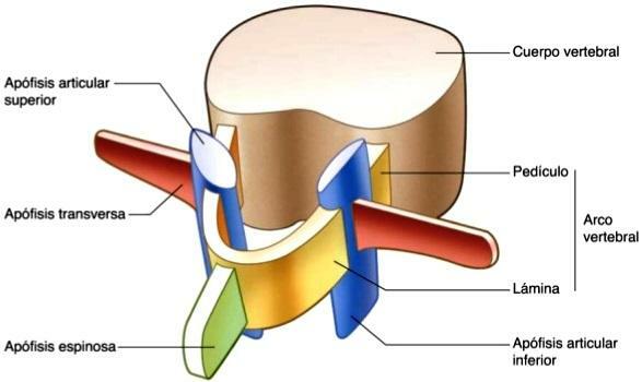 The types of vertebrae - The vertebrae and their parts