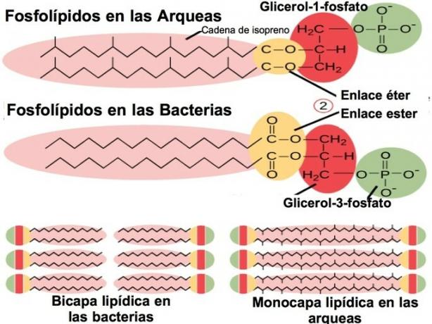 arqua fosfolipidi i bakterije
