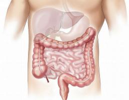 7 dijelova crijeva: karakteristike i funkcije