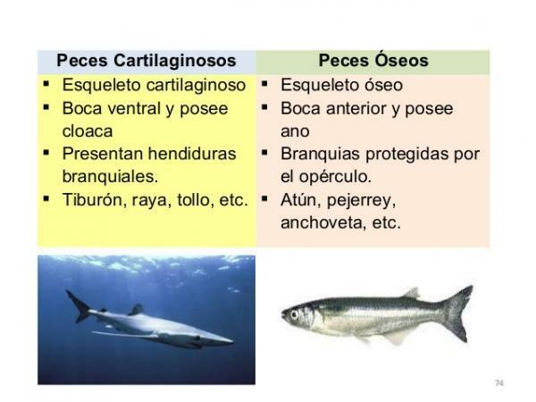 Balık sınıflandırması