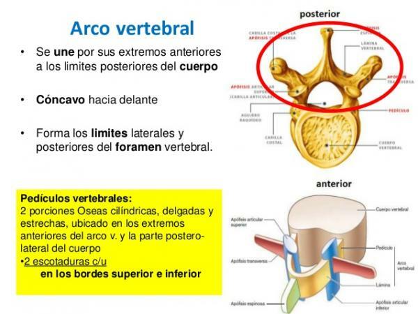 The parts of a vertebra - Vertebral arch