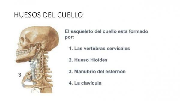 Boynun tüm kemikleri - Boyun ve kemikleri