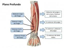 腕の筋肉：解剖学、名前、写真