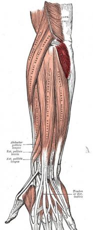 Anconeus muscle