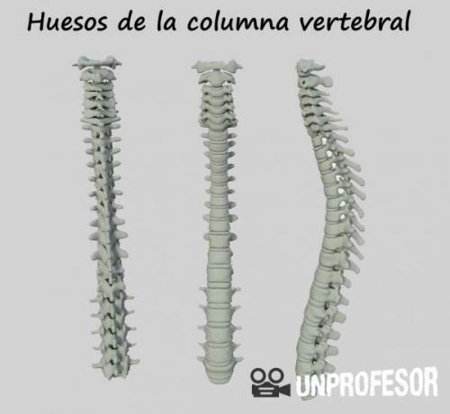 The bones of the spine