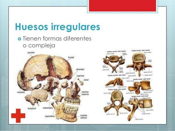 Düzensiz kemikler: işlev, özellikler ve örnekler