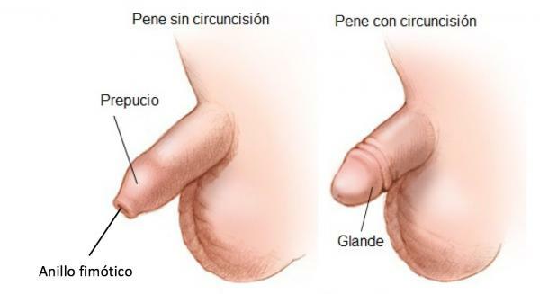 Parts of the penis - The foreskin