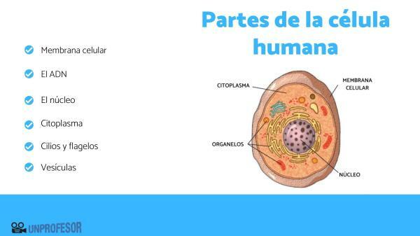 Частини клітини людини - З яких частин складається клітина людини та їх функції 