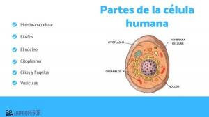 أجزاء من الخلية البشرية