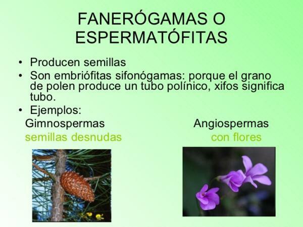 The Reproduction of Flowering Plants - What are Phanerogamic Plants?