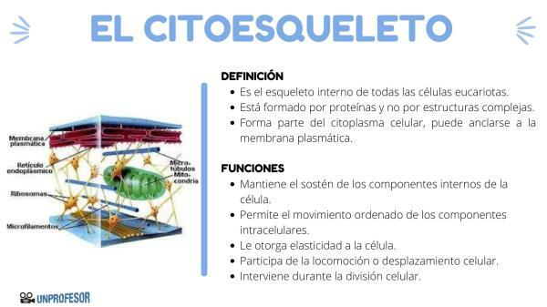 Cytoskelet: funkce a struktura