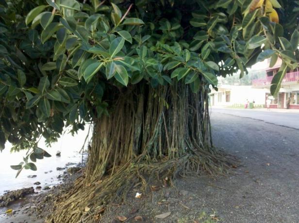 Ficus elastisch