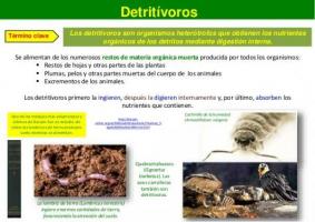 DETRITIVORE hayvanları: özellikleri ve örnekleri