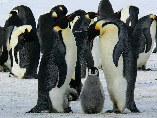 ペンギン、卵生動物