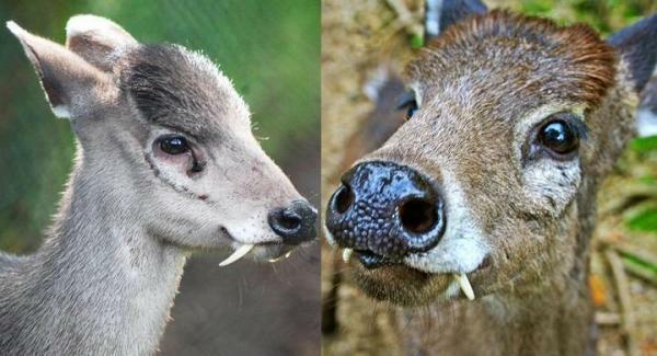 Blue deer, an animal on the verge of extinction - In serious danger of extinction