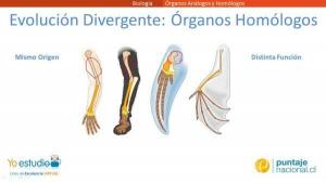相同器官とアナログ器官の 3 つの違い