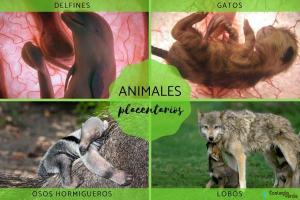 Classification of mammals
