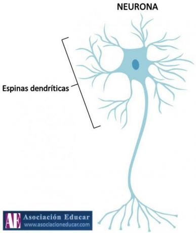 Dendriidi funktsioon - mis on dendriitide funktsioon? Mis on dendriitilised okkad?