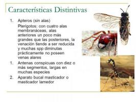 INSECTS classification