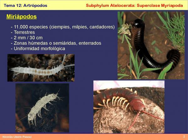 Classificazione degli artropodi - Miriapodi