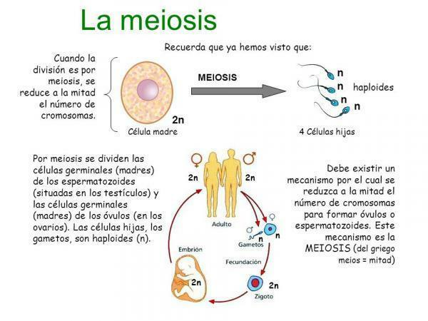 Meiose: fasen en kenmerken - Fasen van meiose