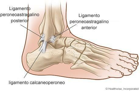 Foot Ligaments - Ankle Ligaments
