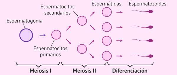 Hva er sekundære spermatocytter - Hva er sekundære spermatocytter