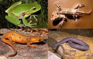 Amphibians: definition, characteristics and examples