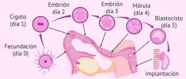 Stages of the zygote - Development of the zygote: segmentation