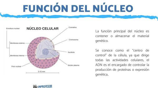 Клетъчно ядро: функция - Каква е функцията на клетъчното ядро 
