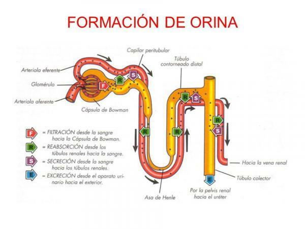 Function of the excretory system - Urine formation