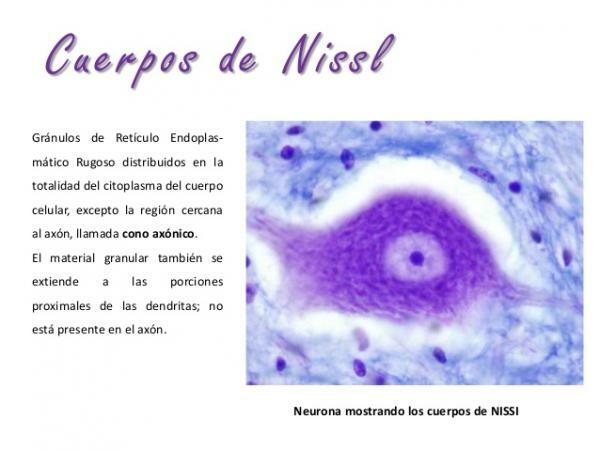 Structuur van het neuron - De substantie of lichamen van Nissl