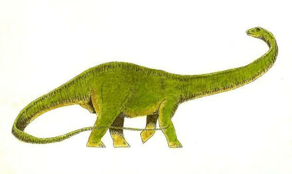 10 dinosaurer fra jura-perioden - Diplodocus