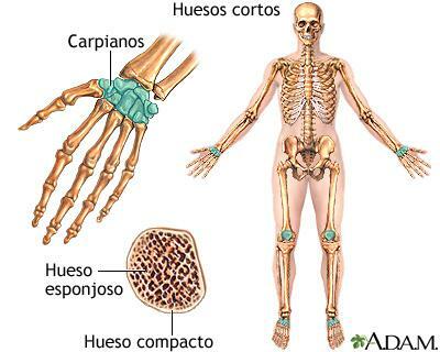 Soorten korte botten - De korte botten van de handen: de handwortelbeentjes