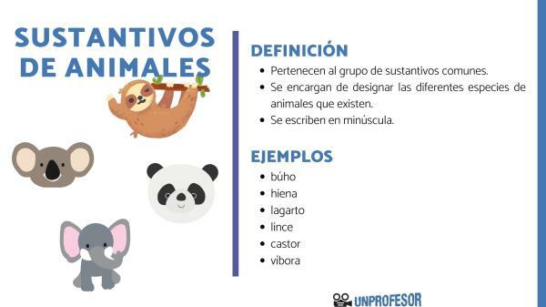 What are animal nouns - with examples