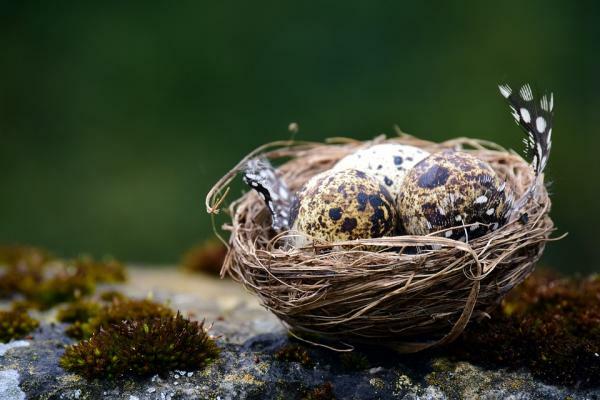 Яйценосни животни: определение и характеристики - яйценосни птици, основни характеристики 