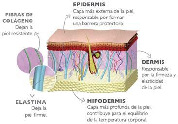 The functions of the skin and its layers