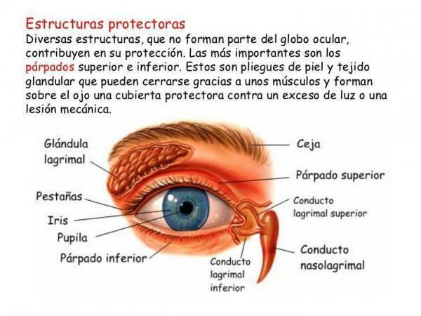 Sensoriska organ och deras funktioner - ögat