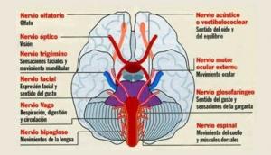 Autonomic nervous system: structures and functions