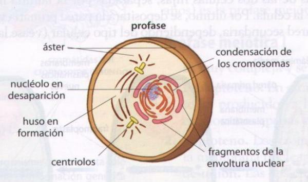 Phases of mitosis - The prophase, the first of the phases of mitosis